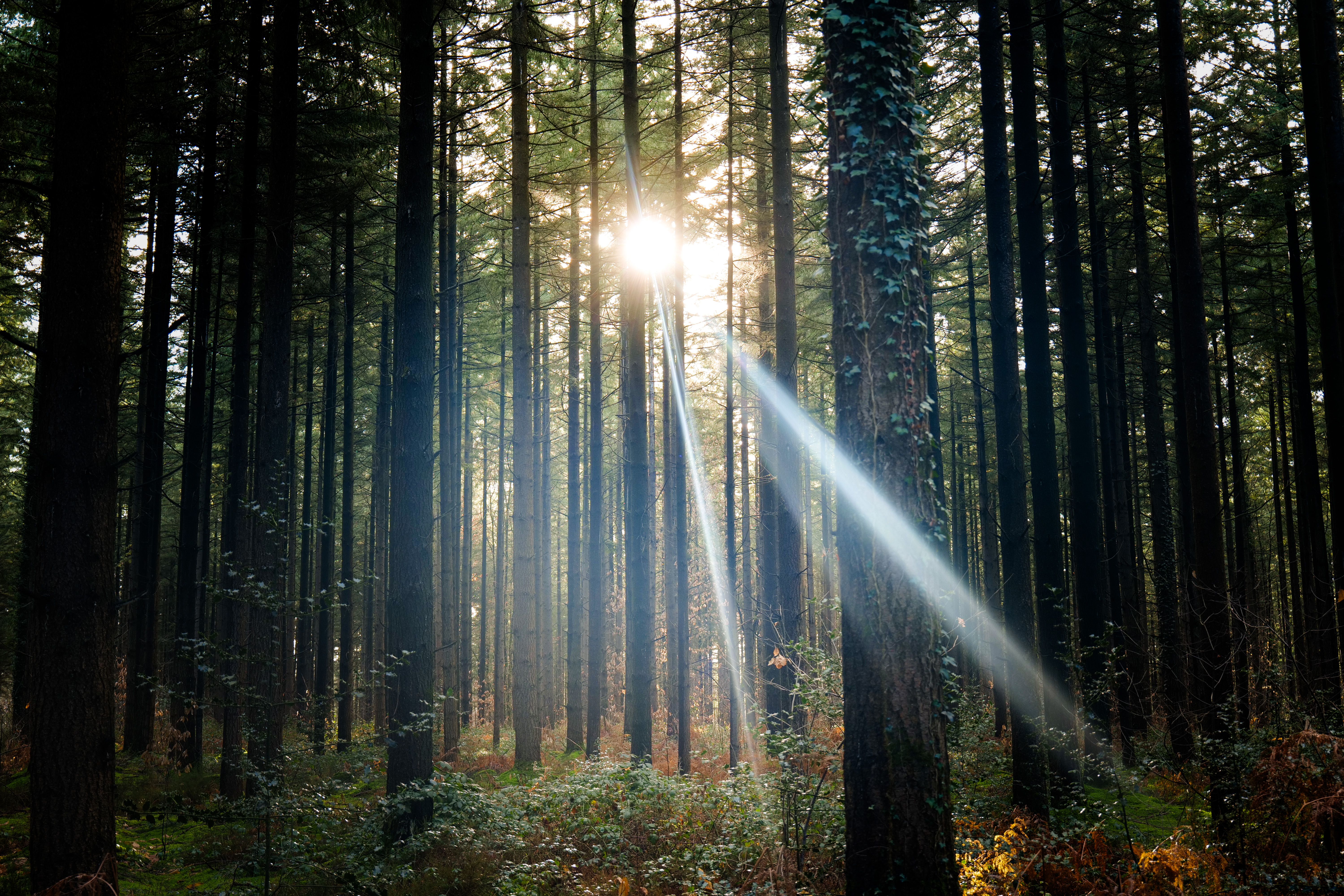 Nature — 4