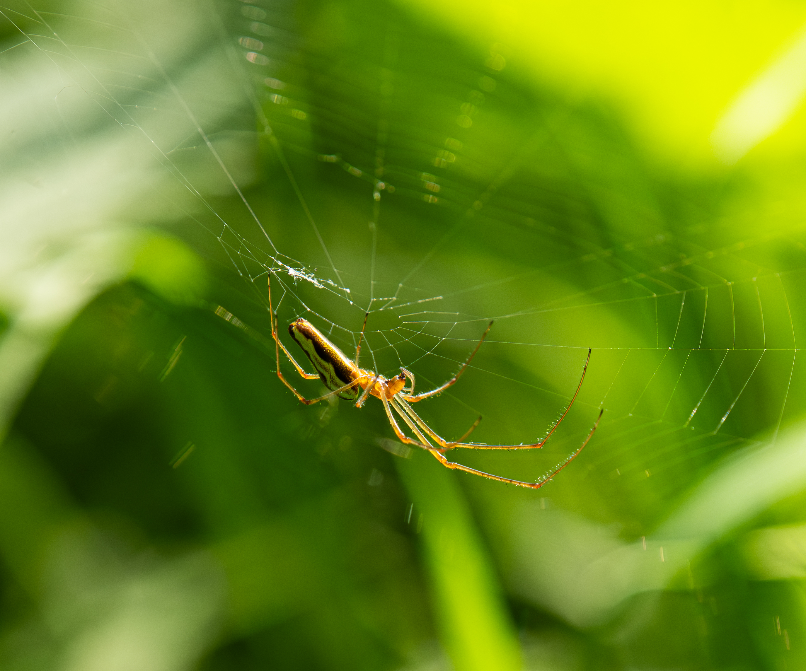 Nature — 5