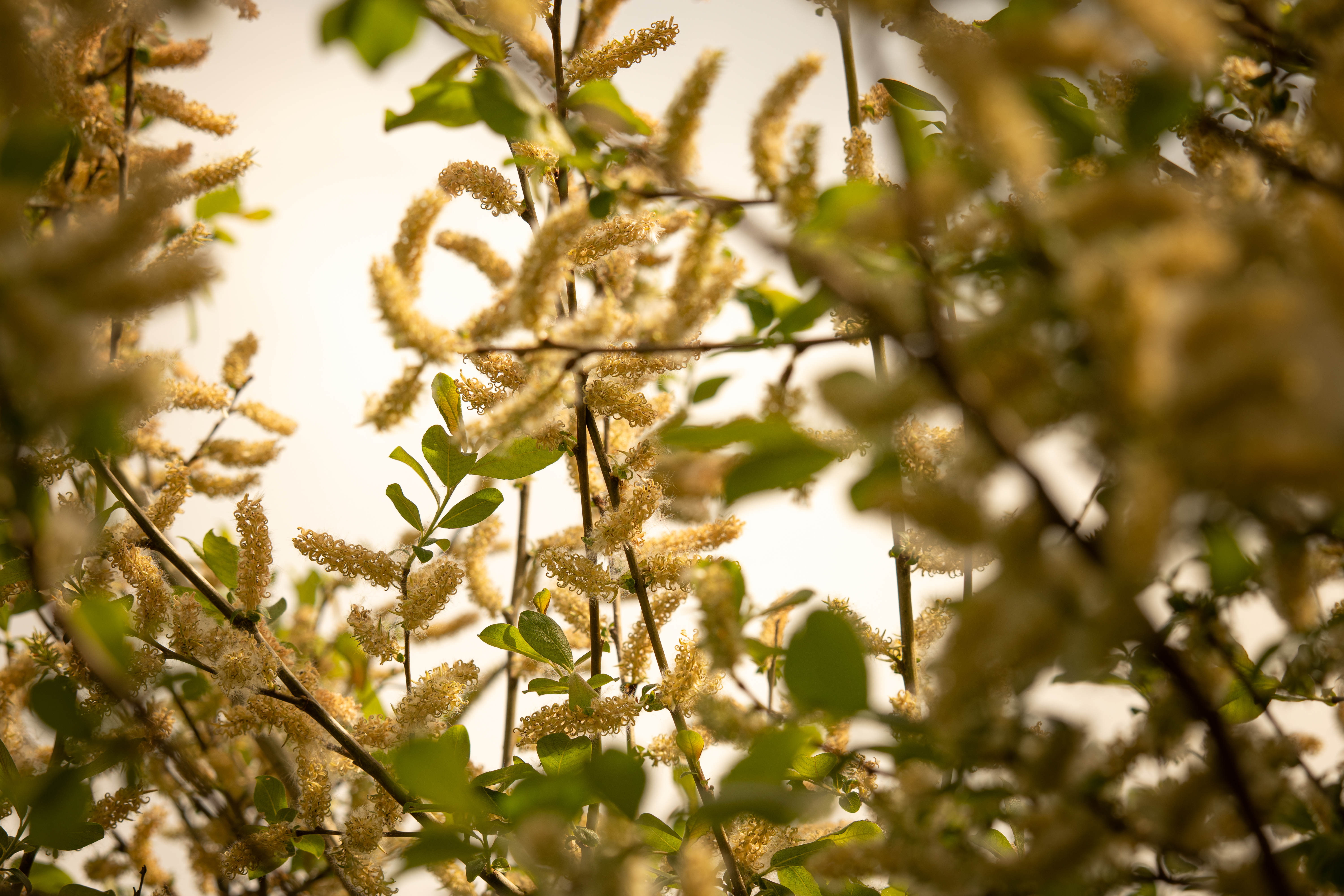 Nature — 6