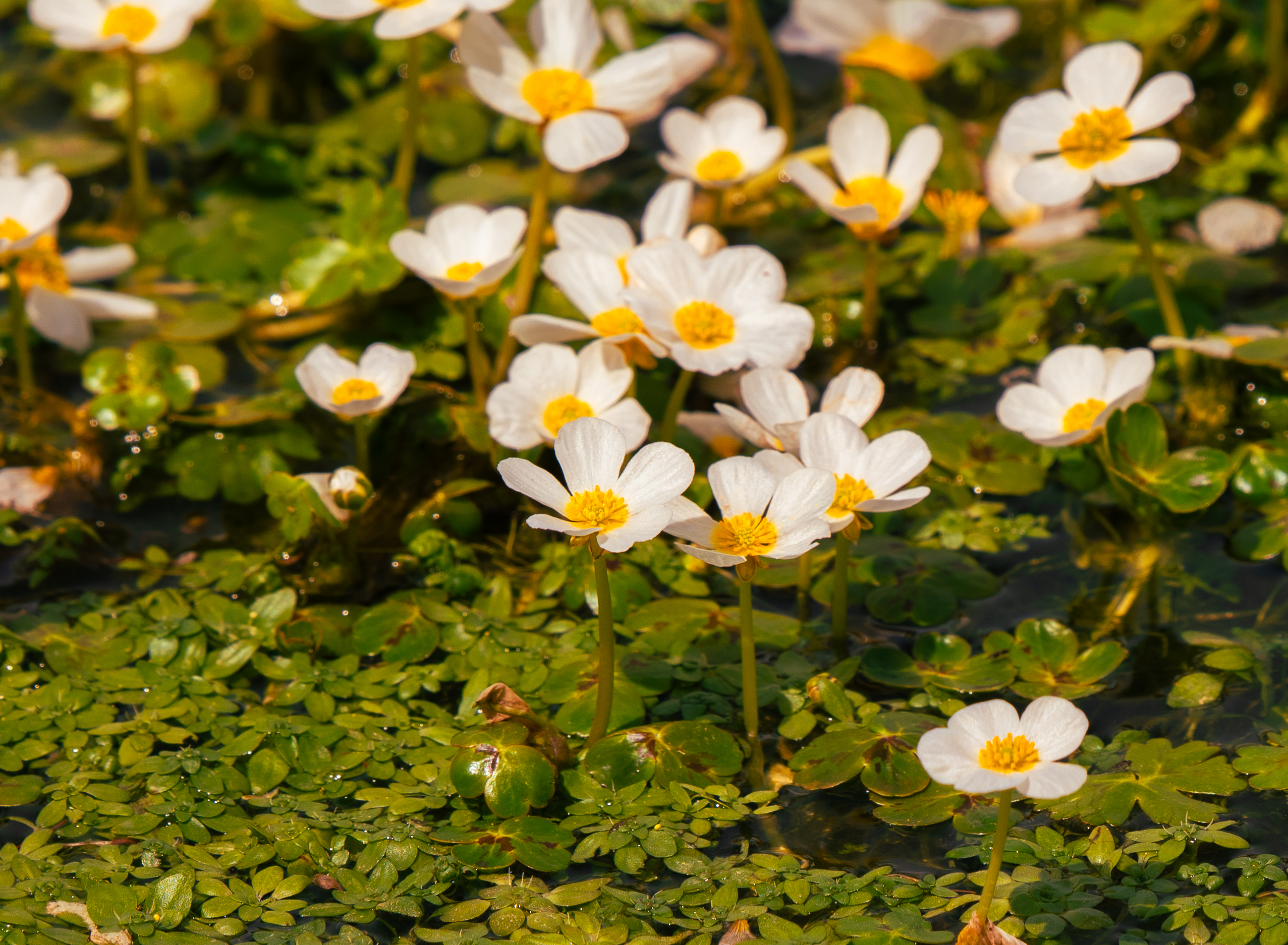 Nature — 7