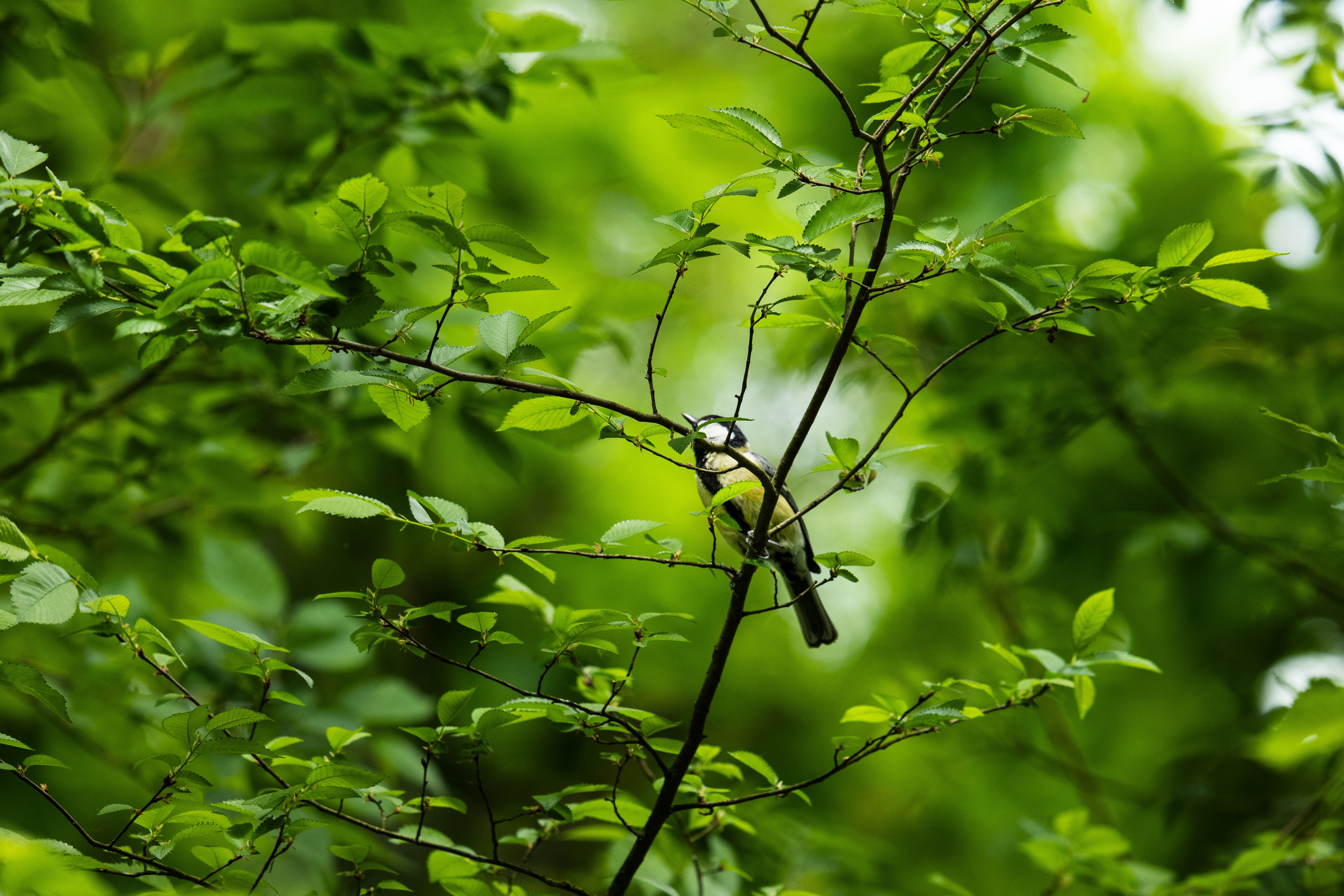 Nature — 8