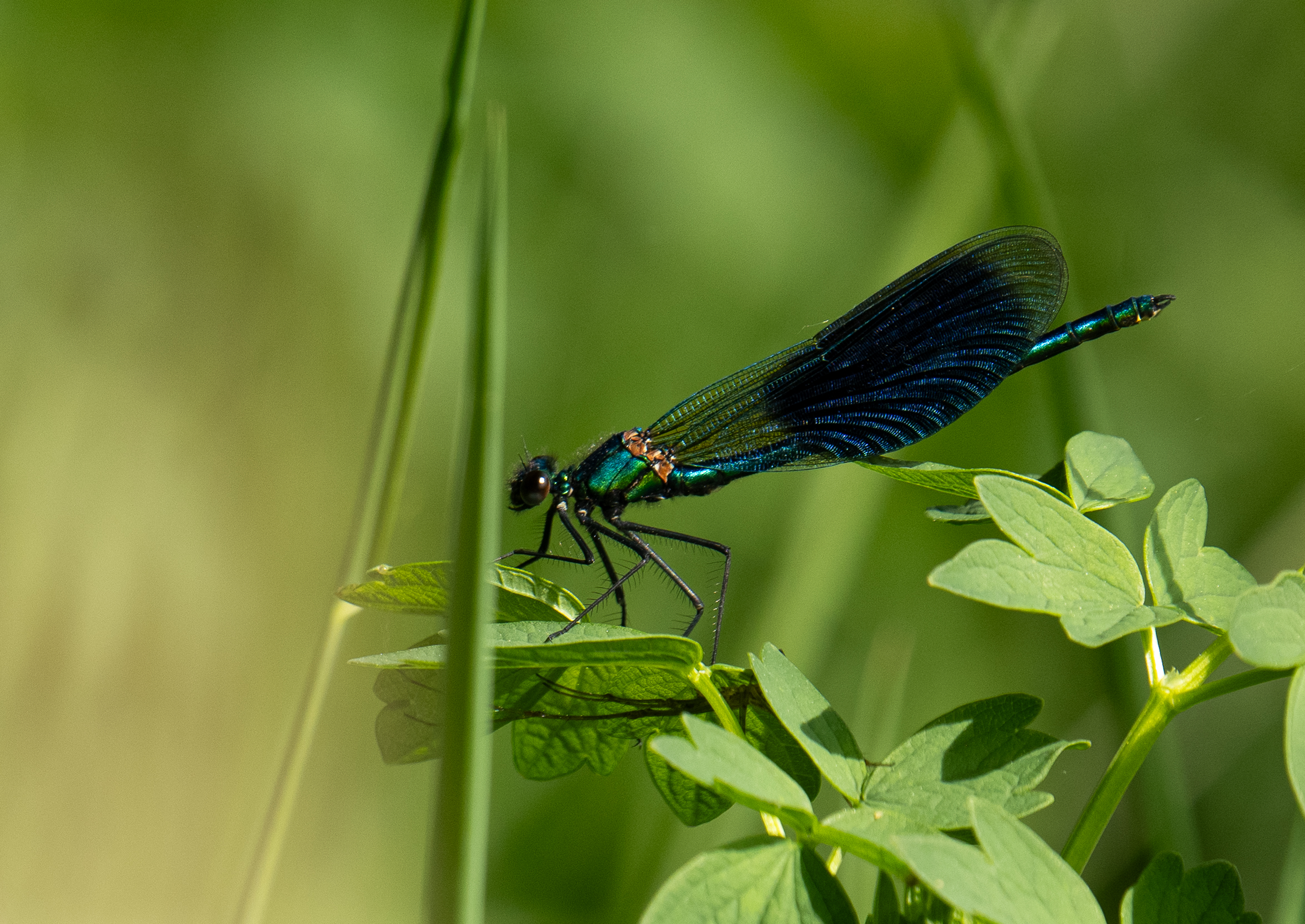 Nature — 9
