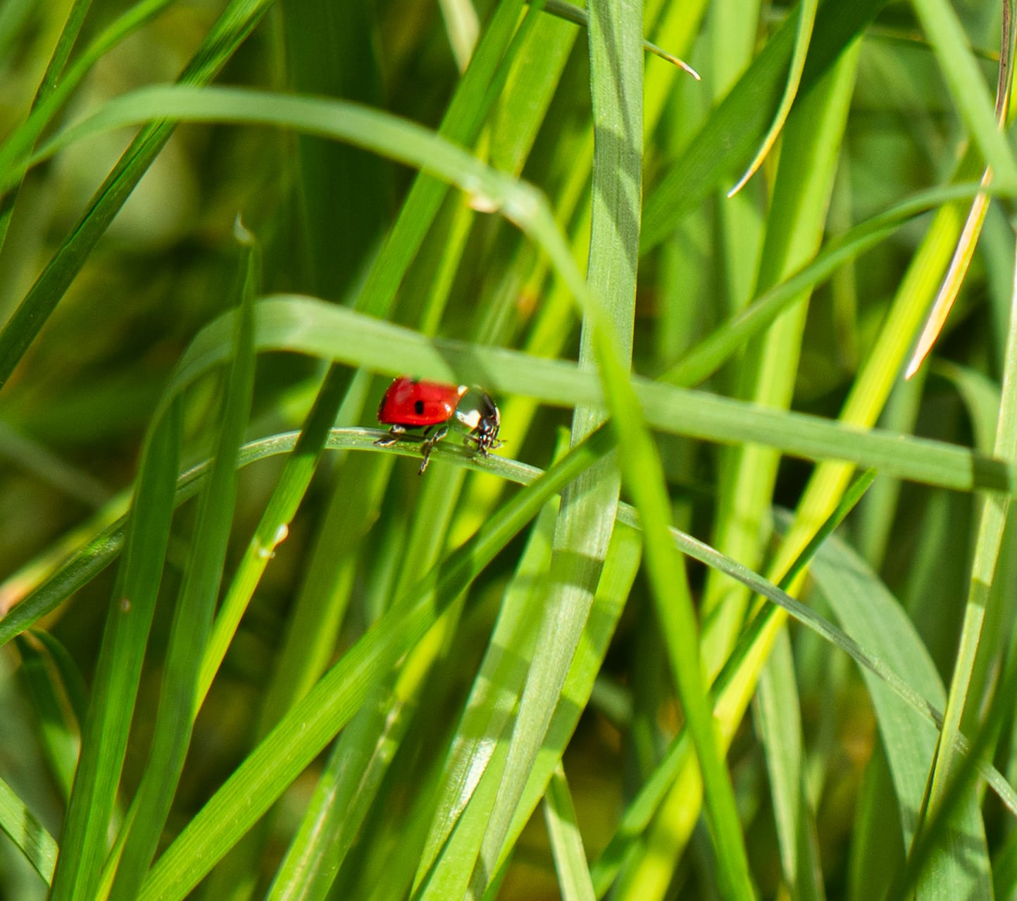 Nature — 17