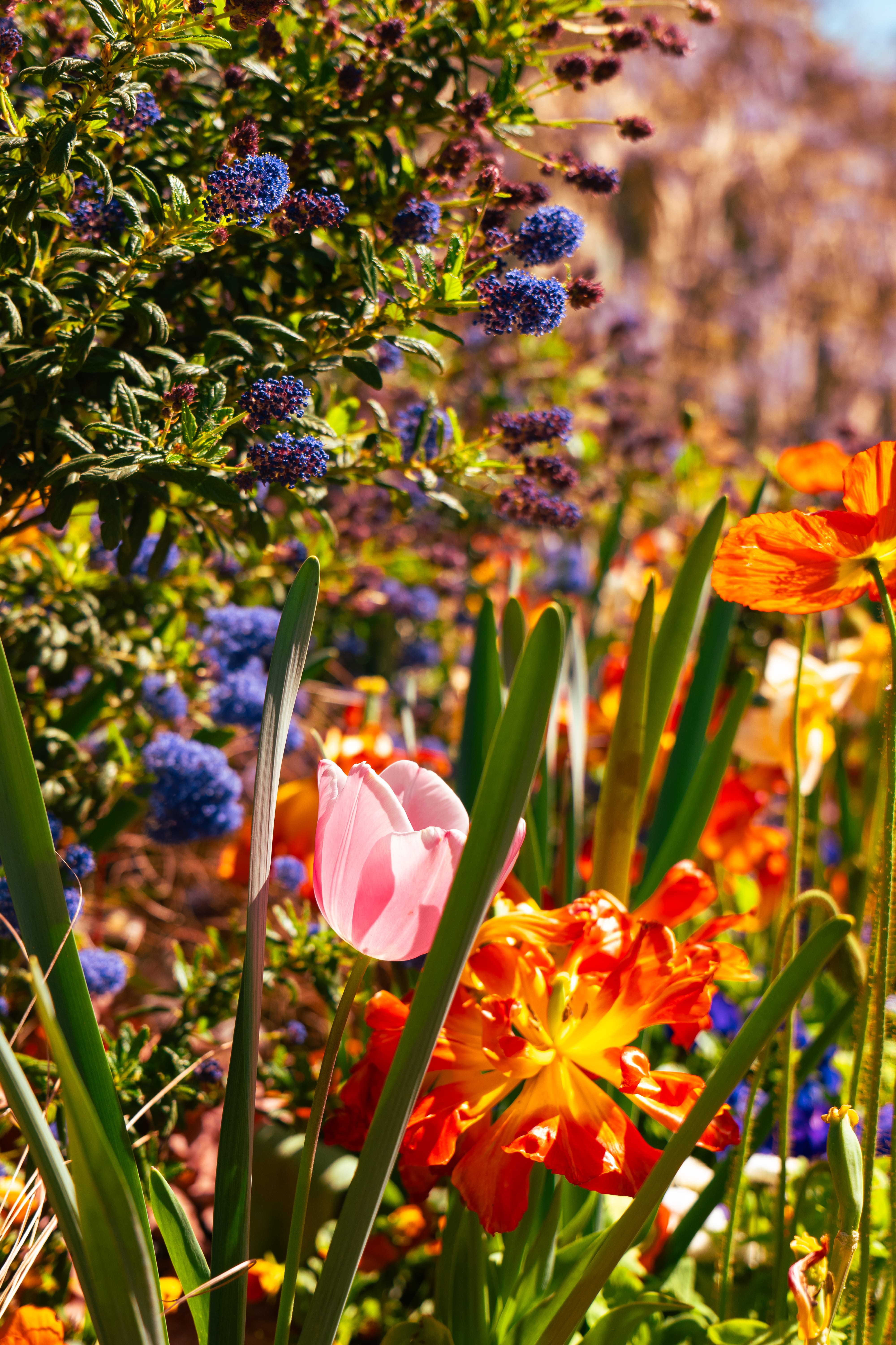 Nature — 18
