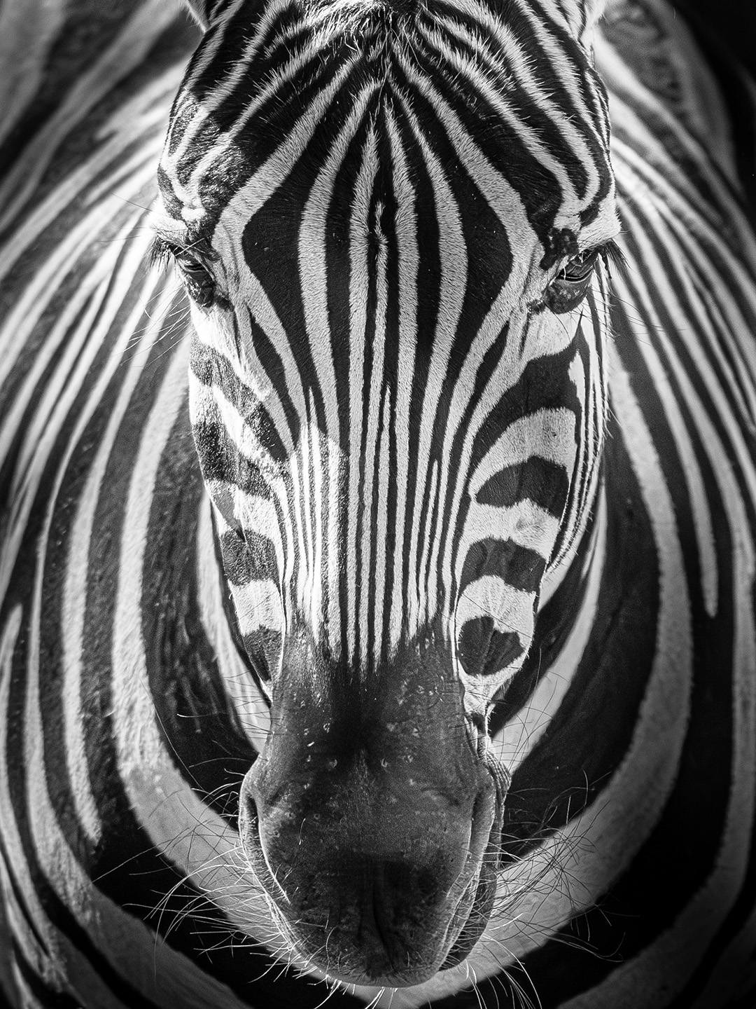 Portrait rapproché d'un zèbre en noir et blanc