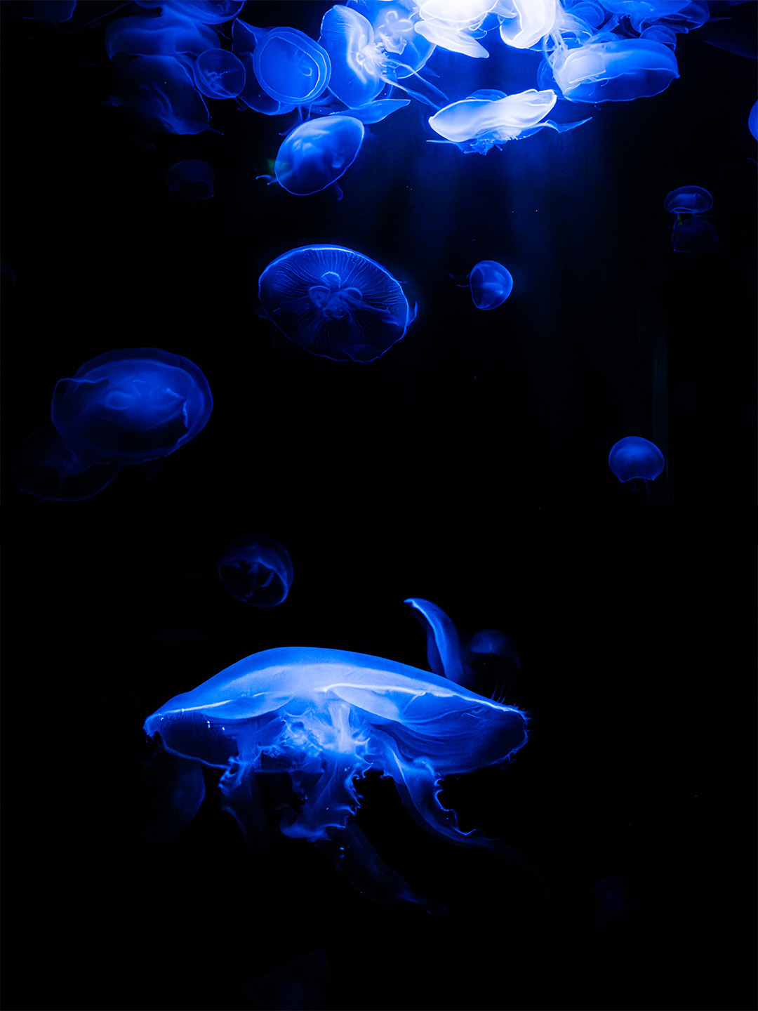 Méduses illuminées en bleu dans un aquarium